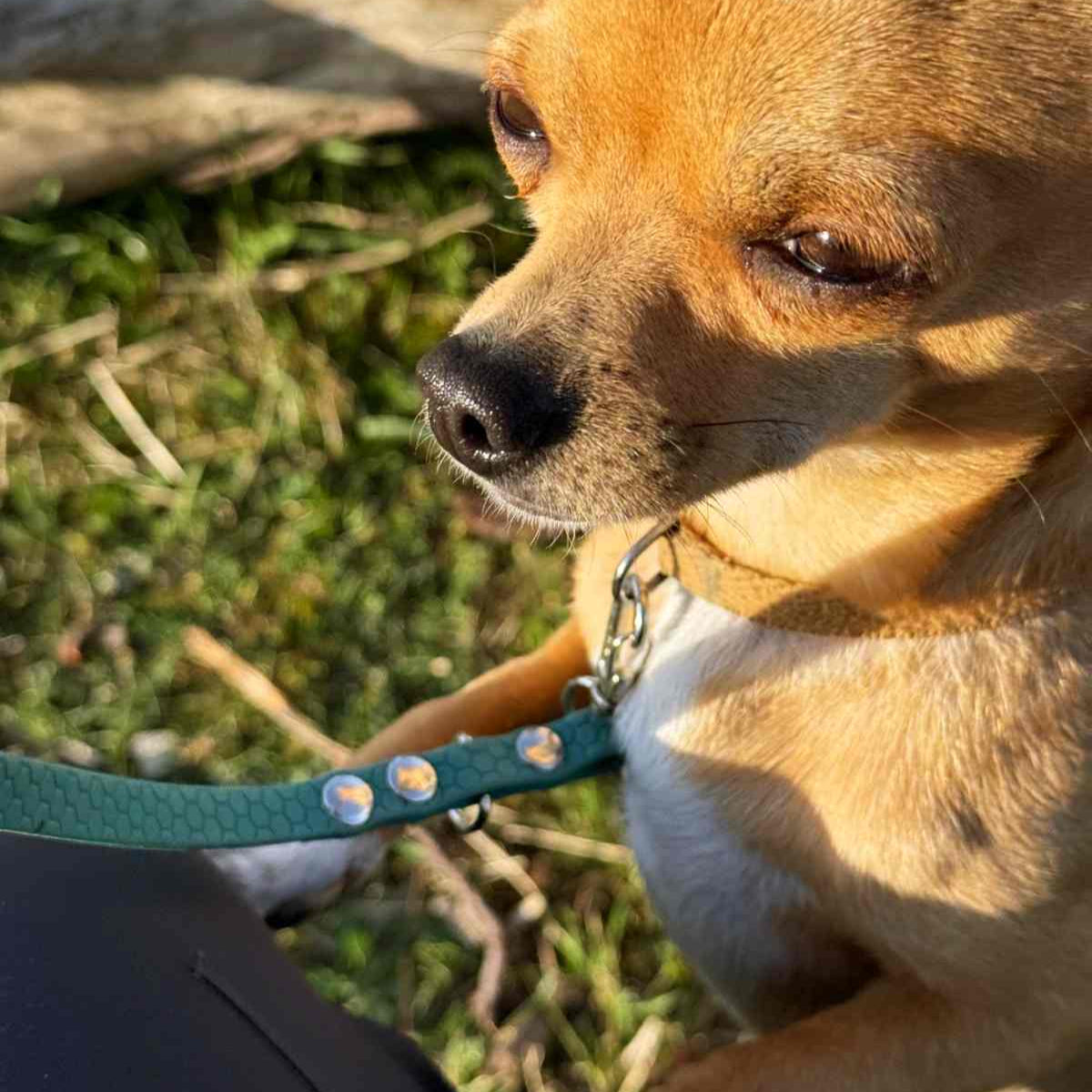 BOUNDLESS Leash 10mm